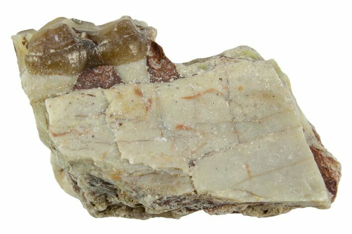 Fossil Horse (Mesohippus) Jaw Section - South Dakota #365257